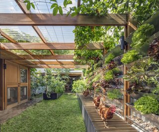 Chickens foraging in an enclosed garden with vertical planters.