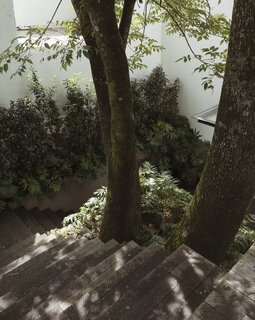 Downward stairway as the main access.  The steps skirt around a beautiful tree.